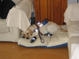 Pastora I on a bed with booties and harness home from a snow walk