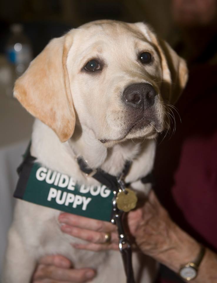 Velma III at Paws of Fame 2016-10-29 Puppy Raiser Appreciation luncheon