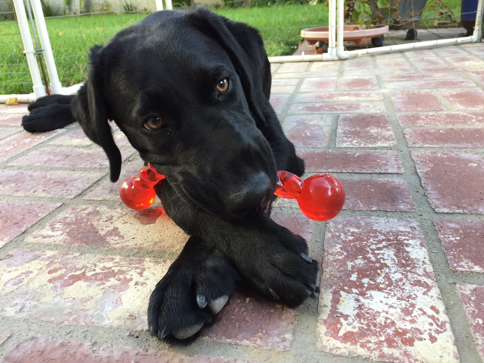 Dash VI with a new Kong toy