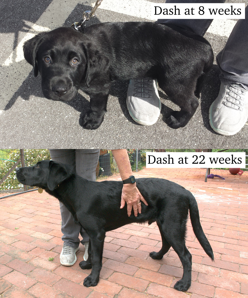 Dash VI at 8 and 22 weeks comparison