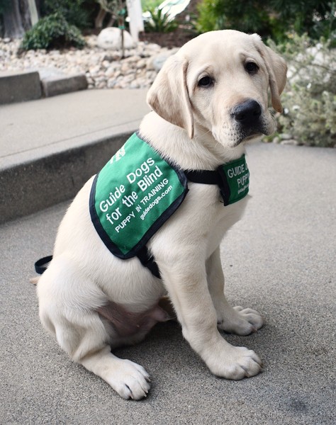 training guide dogs for the blind