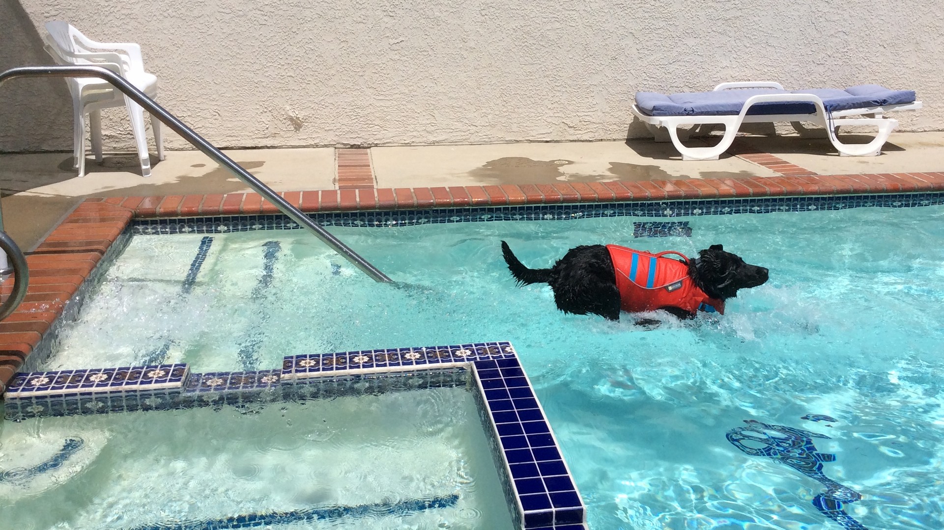 Macklin II jumping into the pool