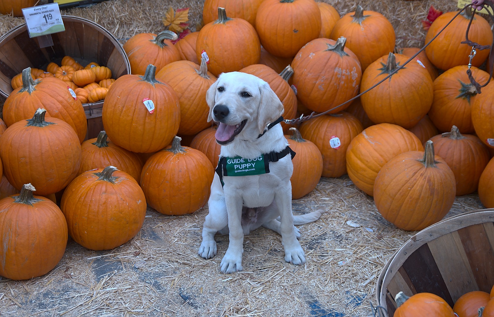 Emery II at the Pumpkin Patch