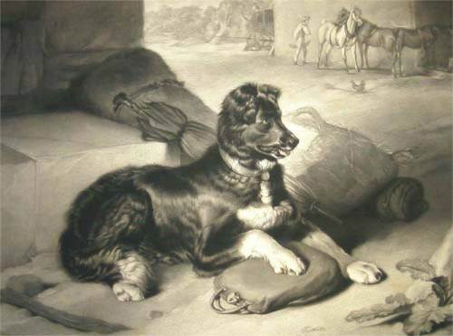 A lithograph c.1824 of a St John's called Cora by Edwin Landseer