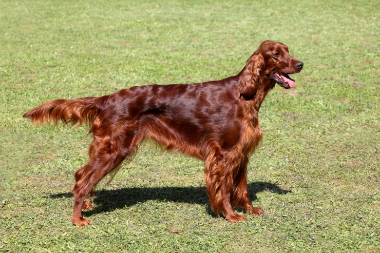 Red Setter today