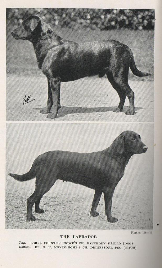 Labrador dogs