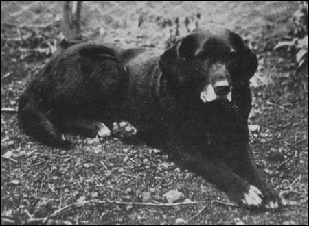 11th Earl of Home's dog Nell in 1867, at age 11