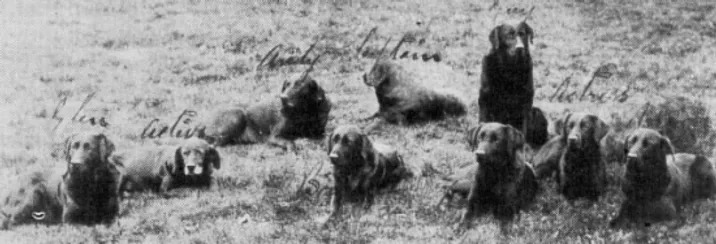 A group of early Buccleuch Labradors, including Avon, Ned, and Gyp