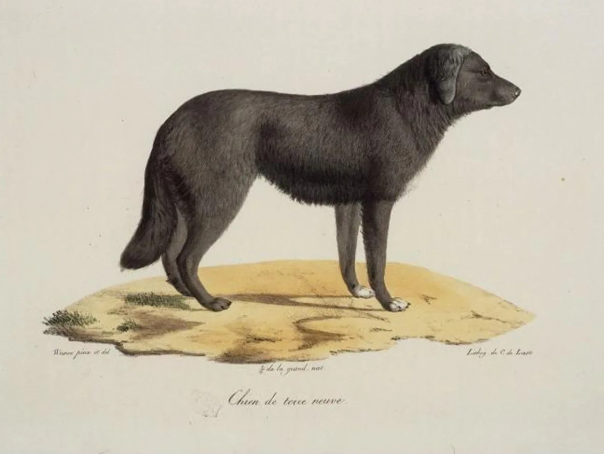 Dog from Newfoundland, 1819