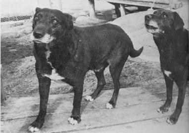 Last St. John's Water Dogs